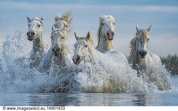 White horses of Camargue running out of the water; Camargue  France