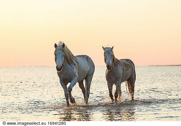 White horses running through water  The Camargue  France