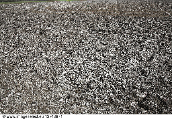 White lime scattered on brown soil  Suffolk farming landscape scenery  East Anglia  England