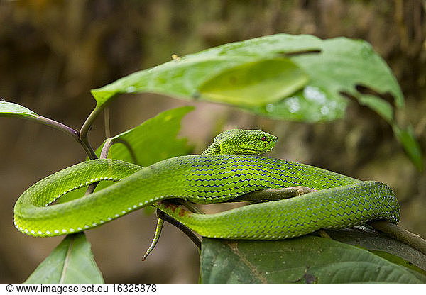 White-lipped pit viper, Trimeresurus albolabris