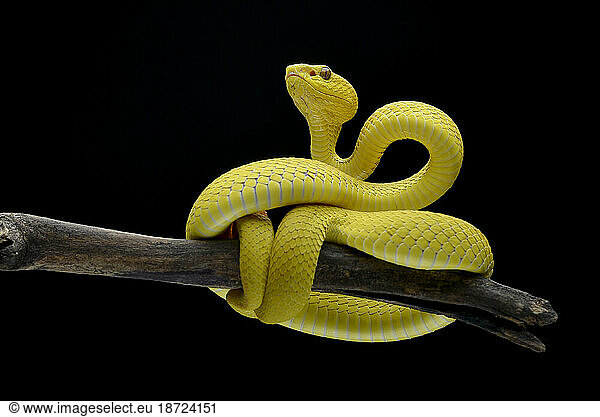 White-lipped tree viper coiled around tree branch