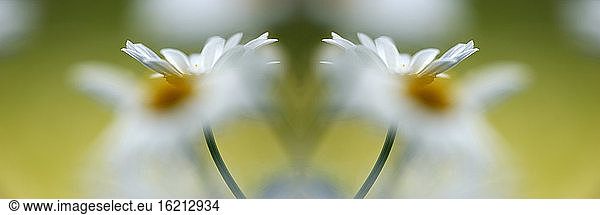 White Marguerites  close-up