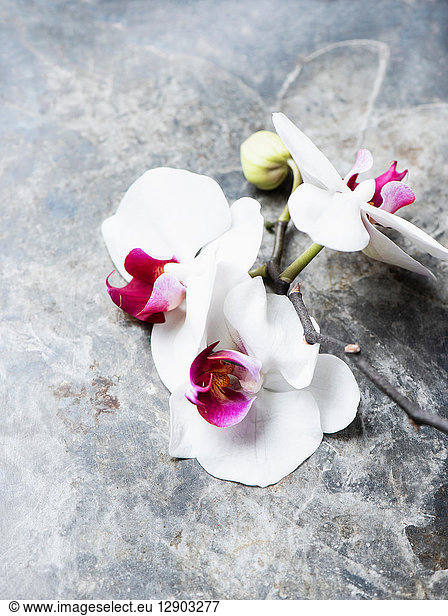 White orchids on whitewash background