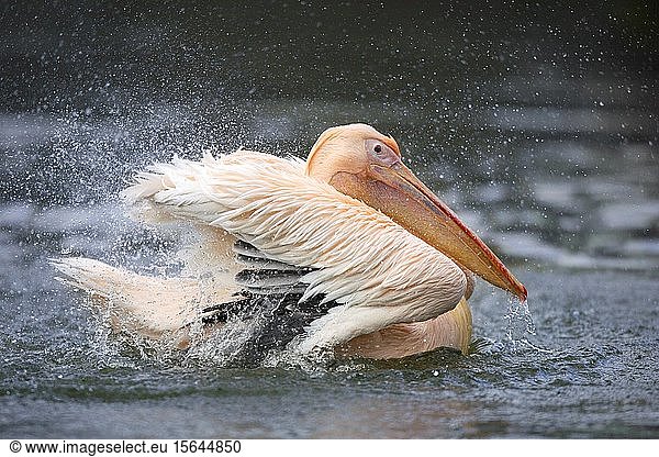 White Pelican (Pelecanus onocrotalus) taking a bath  Germany  Europe