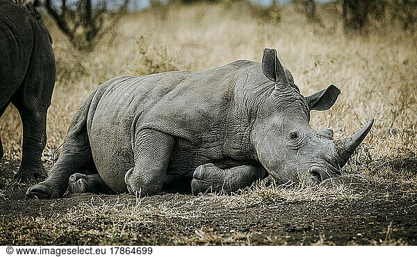 White Rhino with horn rests on ground  Kruger Park  South Africa