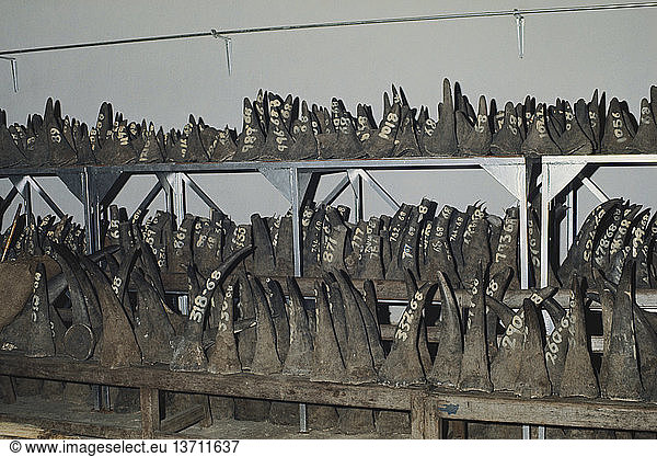 White rhinoceros (Ceratotherium simum) horns confiscated by the Game Department; Mombasa  Kenya.
