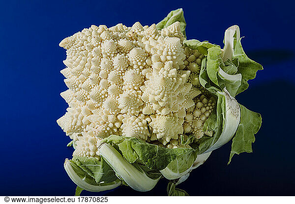 White Romanesco broccoli against blue background