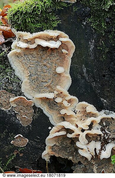 White-Rot Fungus  North Rhine-Westphalia  Germany (Phlebia tremellosa)  Jelly Rot