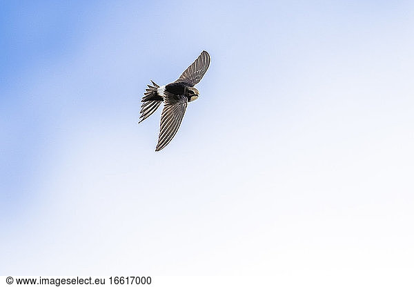 White-rumped Swift flying in Portugal  August 2012.