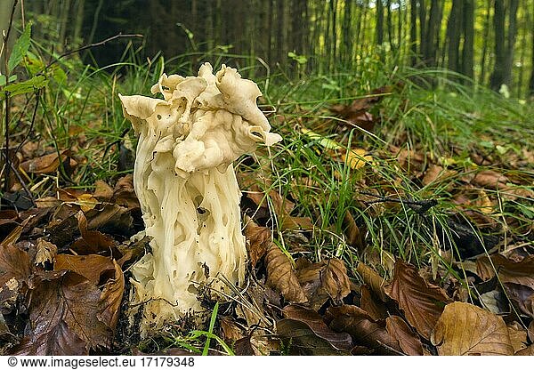 White saddle (Helvella crispa)  edible  mushroom  Mecklenburg-Western Pomerania  Germany  Europe