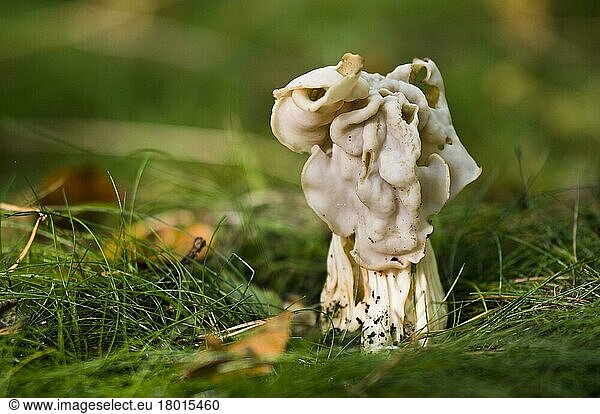 White Saddle (Helvella crispa) fruiting body  growing in grass  Clumber Park  Nottinghamshire  England  United Kingdom  Europe