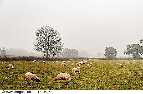 White sheep grazing in an england farm on a foggy morning