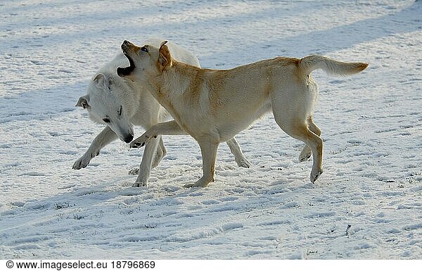 White Shepherd  American Canadian Shepherd  Labrador Retriever  paws  domestic dogs (canis lupus familiaris)  play  snow  winter  snowy  snowy  run  movement  running  motion  action  fun  dog  dogs  hound  sheepdog  dome