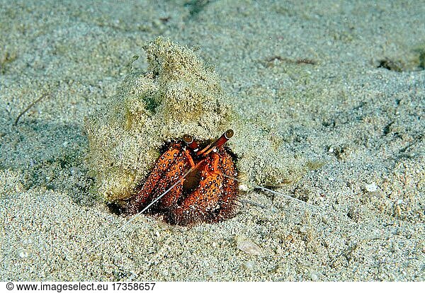White spotted hermit crab (Dardanus megistos) carrying snail shell camouflaged with sand  Philippine Sea  Philippines  Asia