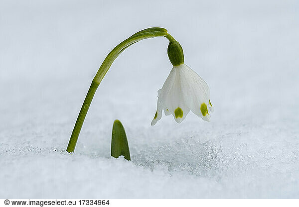 White Spring Snowflake flower in snow during winter