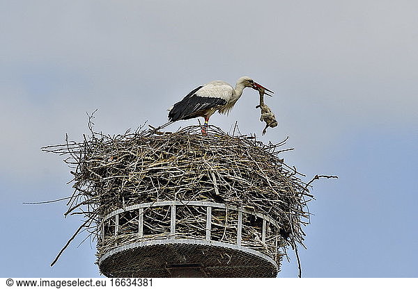 White Stork (Ciconia ciconia),  adult ejecting a young dead chick from the nest,  Nest built on a platform at Autrech?ne,  Territory of Belfort,  France