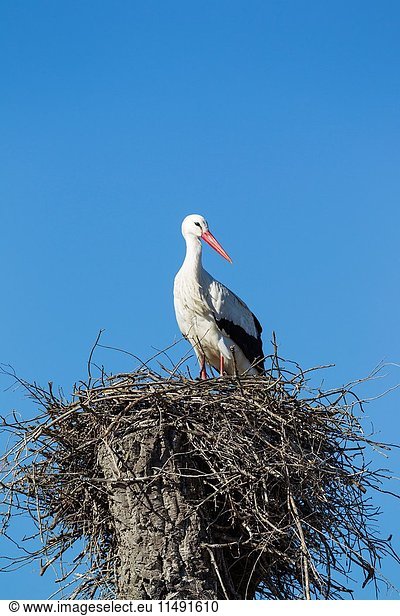 White Stork (Ciconia ciconia). On the nest,  waiting for the arrival of its mate. Doñana National Park,  Huelva province,  Andalusia,  Spain.