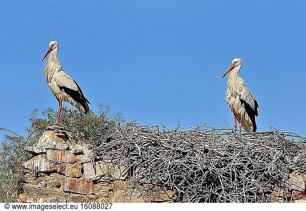 White stork (Ciconia ciconia) couple in their nest,  Villafafila,  Castile and León,  Spain