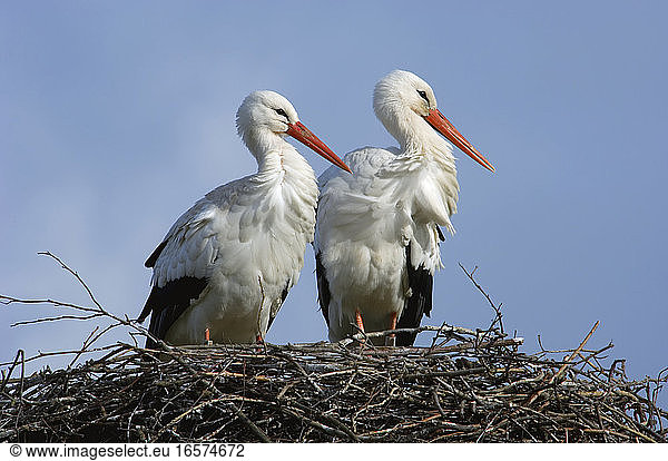 White Stork a pair on nest Netherlands; Ooievaar een paar op nest Nederland