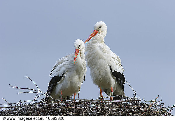White Stork a pair on nest Netherlands; Ooievaar een paar op nest Nederland