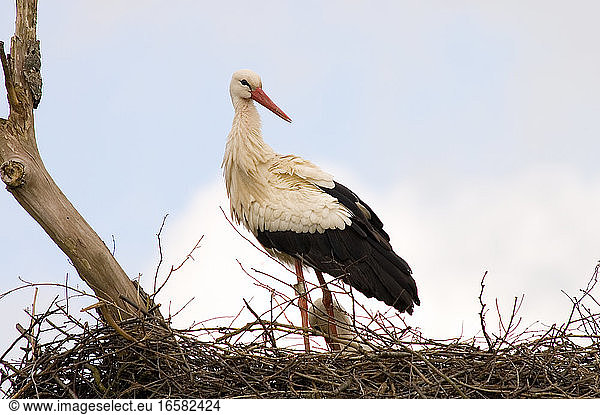 White Stork adult standing on its nest; Ooievaar volwassen staand op zijn nest