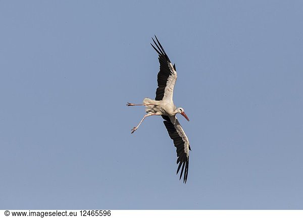 White stork (Ciconia ciconia) flying. Madrid province  Spain.