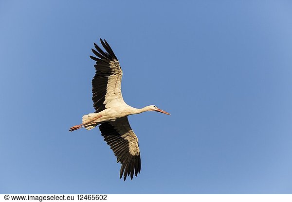 White stork (Ciconia ciconia) flying. Madrid province  Spain.