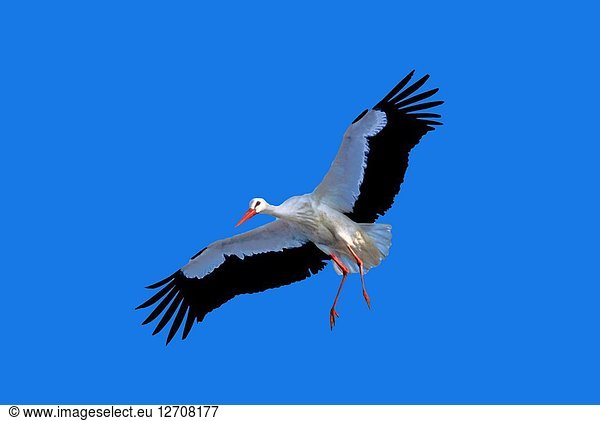White stork (Ciconia ciconia) in flight. Southern Spain. Europe.