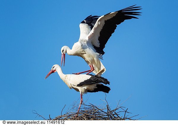 White Stork (Ciconia ciconia). Mating pair on their nest. Doñana National Park  Huelva province  Andalusia  Spain.