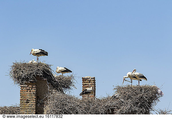 White Stork (Ciconia ciconia) nesting on a ruined house  Puebla de Alcocer  Badajoz province  Extremadura  Spain