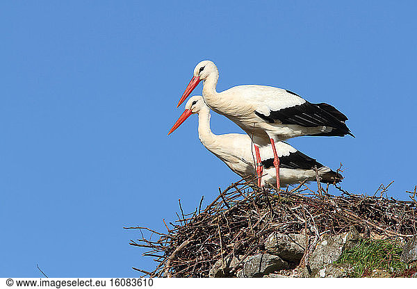 White Stork (Ciconia ciconia) on nest site   Normandy  France