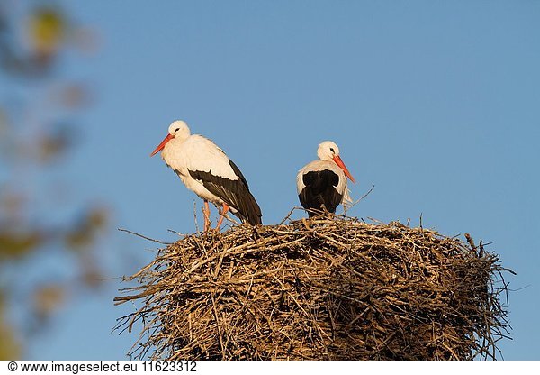 White stork (Ciconia ciconia) pair at nest on artificial nesting platform. Ivars Lake. Lleida province. Catalonia. Spain.