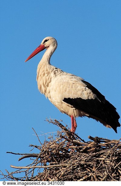 White Stork (Ciconia ciconia). Spain.