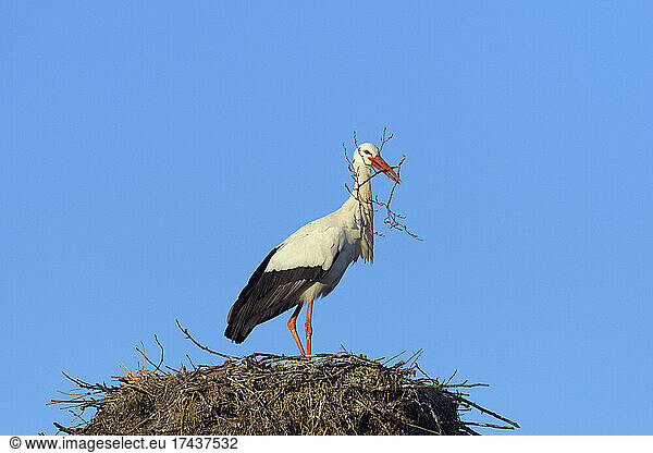 White stork (Ciconia ciconia) with nest material Springtime Hesse Germany