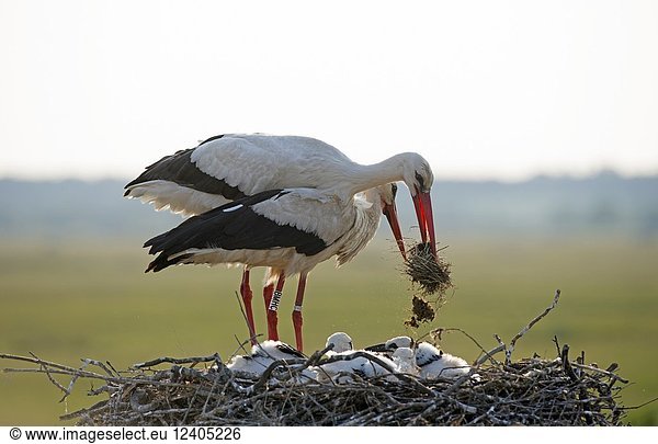 White stork  couple with youngs on the nest (Ciconia ciconia)  France.