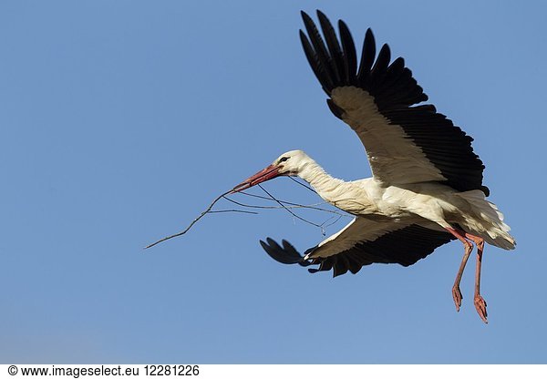 White stork in flight (Ciconia ciconia)  Alfaro  La Rioja  Spain