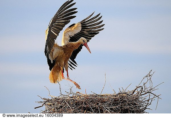 White stork in the nest (Ciconia ciconia) Olivenza. Badajoz province. Extremadura. Spain
