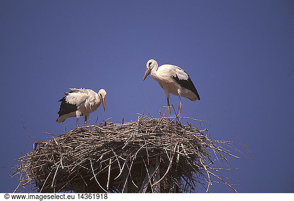 White stork  Italy