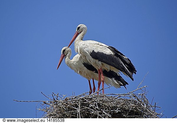 White stork  Murighiol  Danube Delta  Romania  Europe