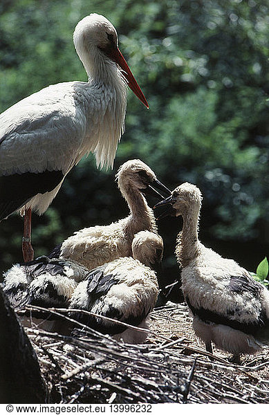 White Stork Nest