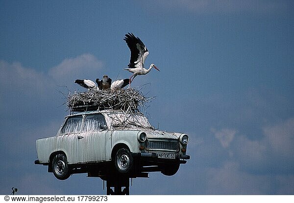White Stork nest on Trabant  Neuruppin  Brandenburg (Ciconia ciconia)  Weissstorch-Nest auf Trabant  Tiere  animals  Vogel  Vögel  birds  Querformat  horizontal  stehen  standing  adult  G...  Deutschland  Europa