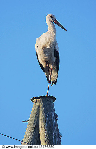 White stork on electric pole on the background of blue sky.