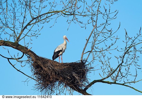 White Stork on nest  Ciconia ciconia  Hesse  Germany  Europe.