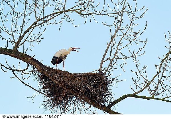White Stork on nest  Ciconia ciconia  Hesse  Germany  Europe.