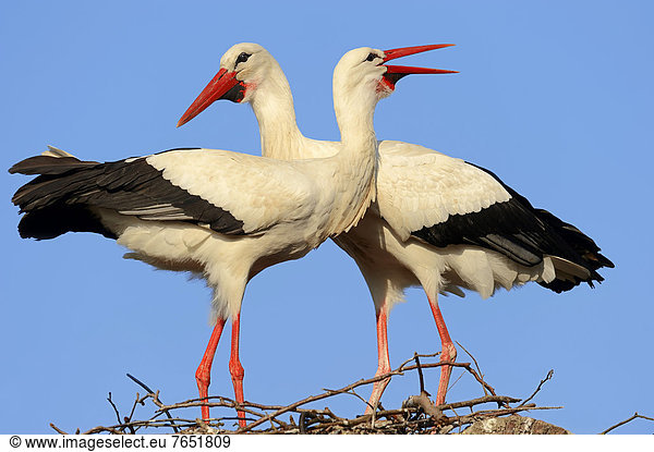 White storks (Ciconia ciconia),  chattering pair at nest