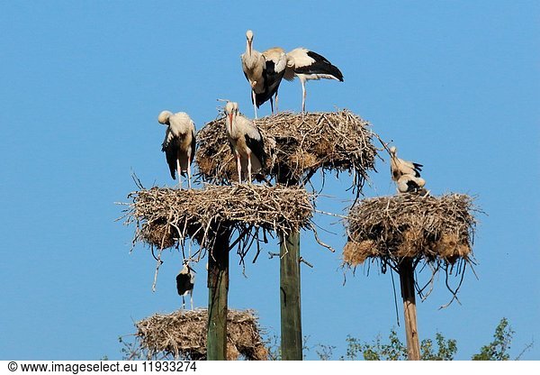 White storks (Ciconia ciconia). Barruecos de Cáceres,  Extremadura,  Spain