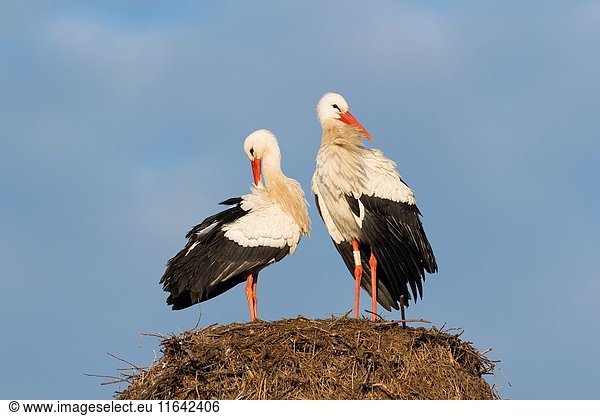 White Storks (Ciconia ciconia) on Nest, Hesse, Germany, Europe.