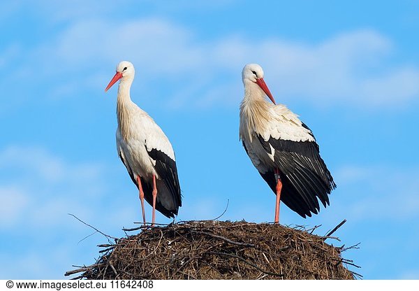 White Storks (Ciconia ciconia) on Nest,  Hesse,  Germany,  Europe.