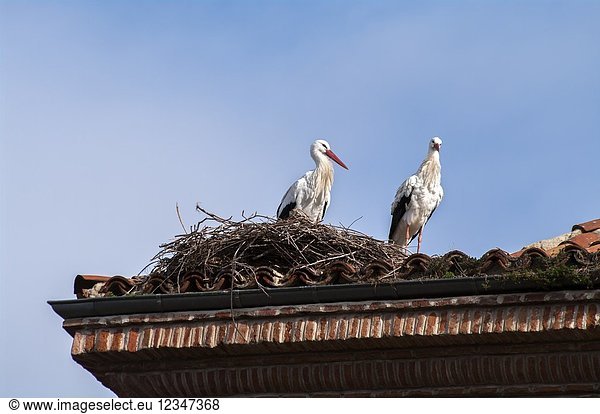 White storks (Ciconia ciconia). Alcalá de Henares. Madrid province. Spain.