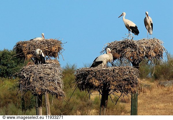 White storks (Ciconia ciconia). Barruecos de Cáceres  Extremadura  Spain